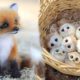 Cute baby animals Videos Compilation cute moment of the animals #10 Cutest Animals 2022