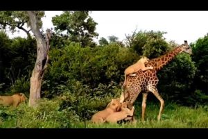 10 wild animals and birds fight filmed on camera | Part 9