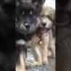 Cute Puppies React When Being 2023 Cutest Baby Dogs Funny Animal Video #inspiration#motivationa#doge