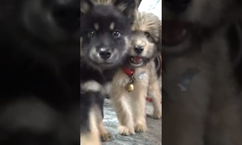 Cute Puppies React When Being 2023 Cutest Baby Dogs Funny Animal Video #inspiration#motivationa#doge