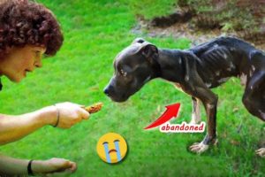 20 Animal Rescue Videos That They Asked People for Help   Faith In Humanity Restored #2