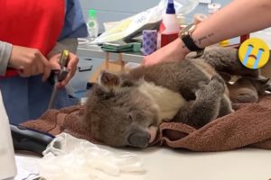 38 Animal Rescue Videos Touching Moments When Animals Asked People for Help #1