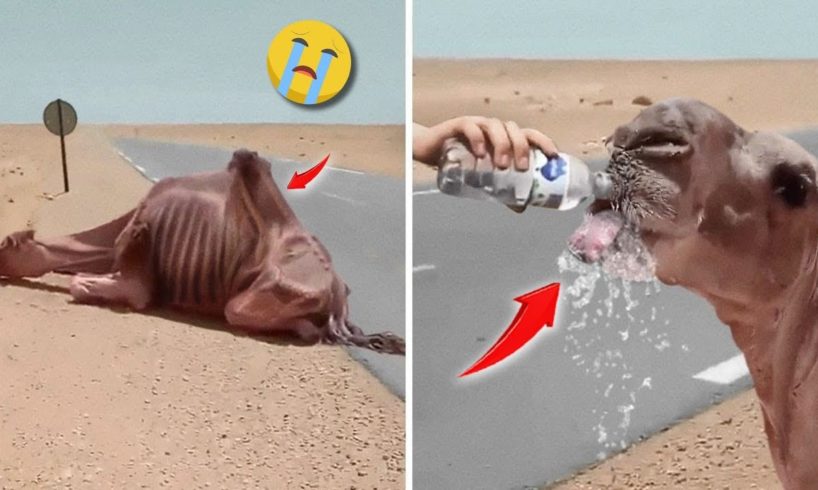 30 Animal Rescue Videos Touching Moments When Animals Asked People for Help