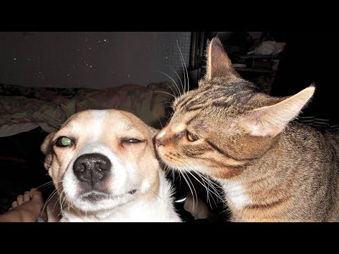 Funny animals - Funny cats / dogs - Funny animal videos 288