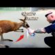 35 Animal Rescue Videos Touching Moments When Animals Asked People for Help #1
