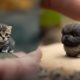 Cute baby animals Videos Compilation cutest moment of the animals - Cutest Puppies!