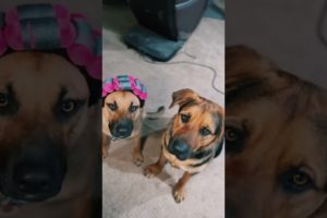 Witness the Cutest Puppy Love You've Ever Seen!