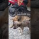 Cutest puppy 🐶 in world #viral#youtubeshorts#shorts #shots #trending #pets