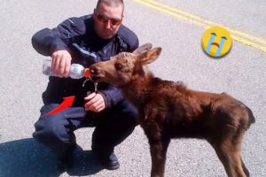 40 Animal Rescue Videos Touching Moments When Animals Asked People for Help #1