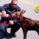 40 Animal Rescue Videos Touching Moments When Animals Asked People for Help #1