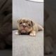 Cutest Dogs On The Internet