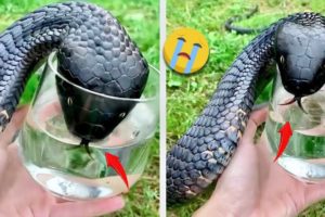 40 Animal Rescue Videos Touching Moments When Animals Asked People for Help #2