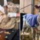 20 Animal Rescue Videos Touching Moments When Animals Asked People for Help