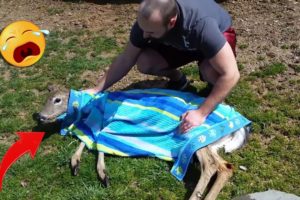 45 Animal Rescue Videos Touching Moments When Animals Asked People for Help