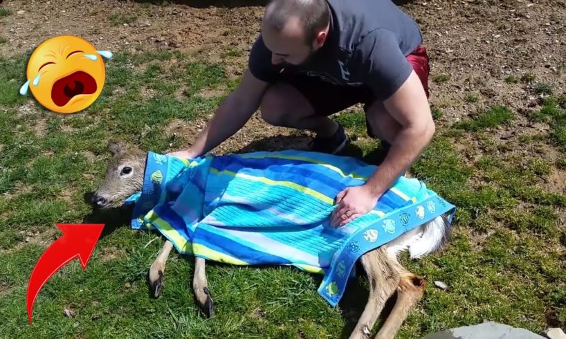 45 Animal Rescue Videos Touching Moments When Animals Asked People for Help