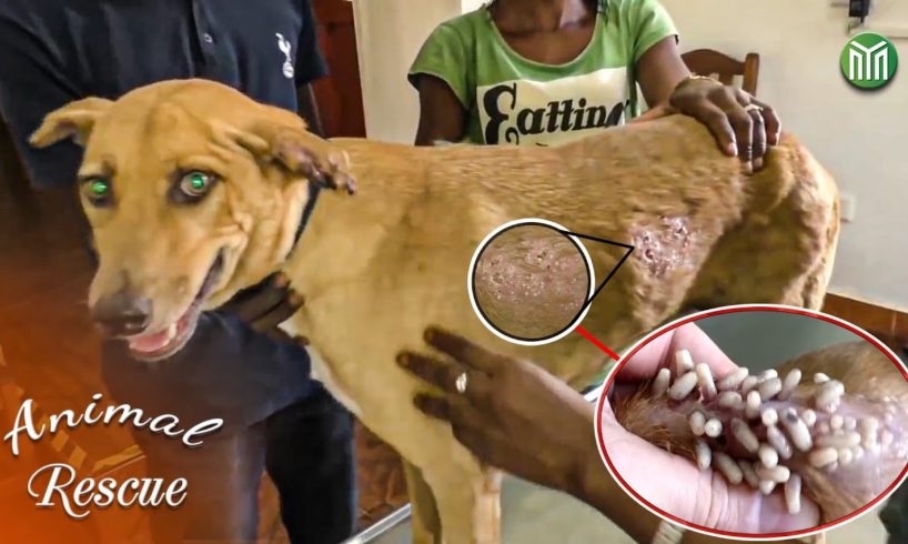 20 Animal Rescue Videos That Will Make You Cry