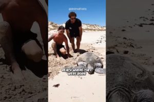 3 Incredible Animal Rescues #shorts