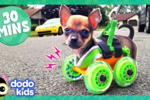 30 Minutes Of Animals Who Love Their High-Tech Humans | Dodo Kids | Animal Videos For Kids