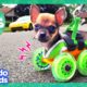 30 Minutes Of Animals Who Love Their High-Tech Humans | Dodo Kids | Animal Videos For Kids