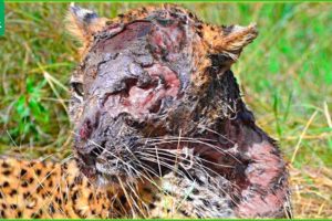 30 Moments Bad Thing Happened To Poor Injured Leopard, Can It Survive? |  Animal Fight