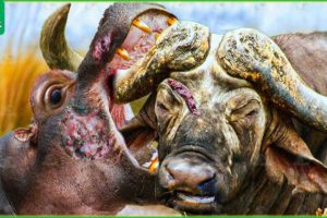 30 Moments Hippo Is Injured By Buffalo, Animal Fight and What Happened?