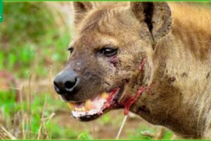 30 Moments Hyena Injured By Animal Fight, What Happens Next?