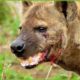 30 Moments Hyena Injured By Animal Fight, What Happens Next?
