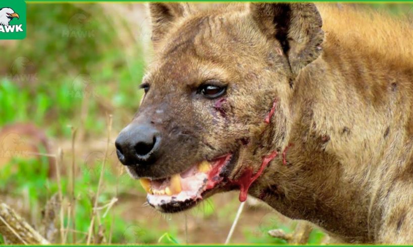 30 Moments Hyena Injured By Animal Fight, What Happens Next?