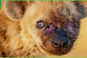 30 Moments Hyenas Injured By Wild Animals, What Happens Next? | Animal Fight