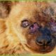 30 Moments Hyenas Injured By Wild Animals, What Happens Next? | Animal Fight