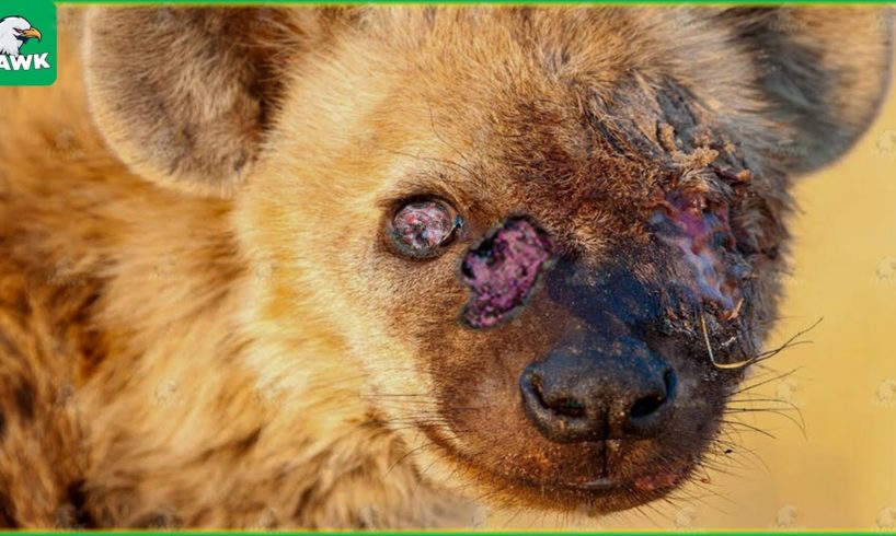 30 Moments Hyenas Injured By Wild Animals, What Happens Next? | Animal Fight