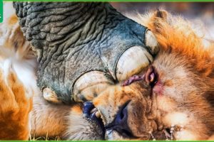 30 Moments When Big Cat Struggle To Take Down Their Prey | Animal Fight