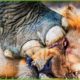 30 Moments When Big Cat Struggle To Take Down Their Prey | Animal Fight