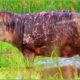 30 Pitiful Moments For Old Hippo, Hippo Injured While Fighting Ferocious Prey | Animal Fights