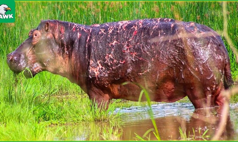 30 Pitiful Moments For Old Hippo, Hippo Injured While Fighting Ferocious Prey | Animal Fights