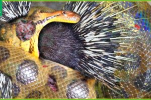 30 Silly Moments When Python Tried To Swallow Hedgehogs, What Happened? | Animal Fight
