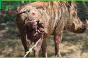 30 Times Warthogs Were Wounded And Their Babies Fell Prey | Animal Fight