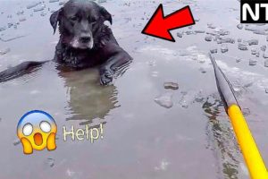 35 Animals That Asked People for Help - Faith In Humanity Restored #16