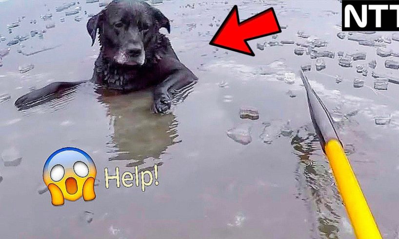 35 Animals That Asked People for Help - Faith In Humanity Restored #16