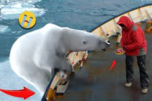 38 Animal Rescue Videos Touching Moments When Animals Asked People for Help #2