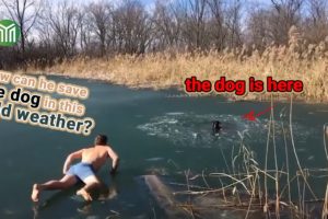 42 Animal Rescue Videos Touching Moments When Animals Asked People for Help