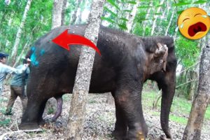 45 Animal Rescue Videos Touching Moments When Animals Asked People for Help #2