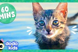 60 Minutes Of The Cutest Kitten Stories | Dodo Kids | Animal Videos