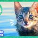 60 Minutes Of The Cutest Kitten Stories | Dodo Kids | Animal Videos