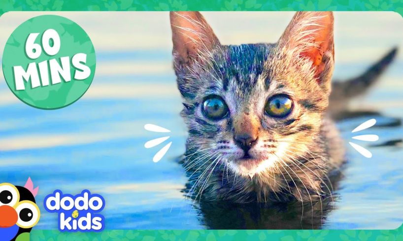 60 Minutes Of The Cutest Kitten Stories | Dodo Kids | Animal Videos