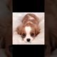 8 of the cutest puppies I’ve ever seen part 3 #viral #fypシ #trending #shortsviral #youtube #shorts
