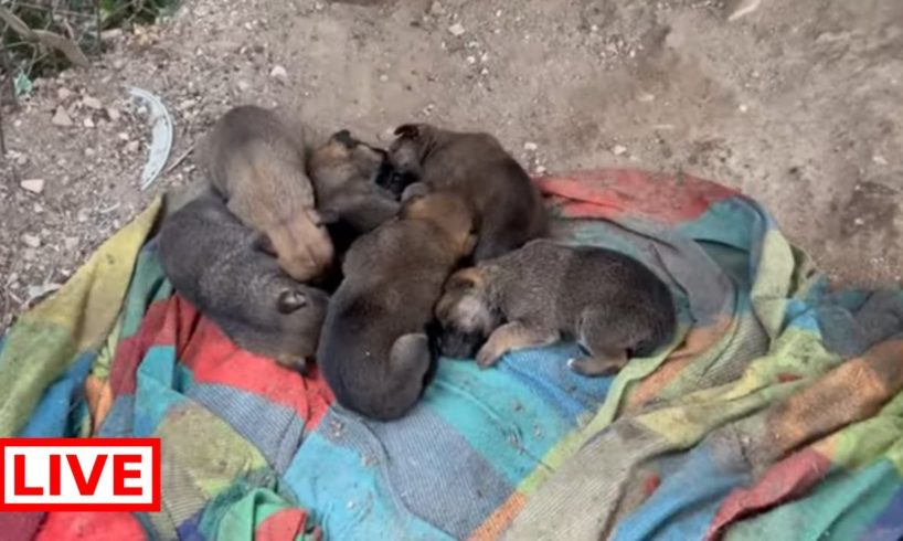A mother with 6 puppies is locked in a chain and we took her away from there - Takis Shelter