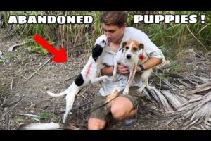 ABANDONED PUPPIES FOUND DUMPED ON MY FARM ! WHO DID THIS ?!