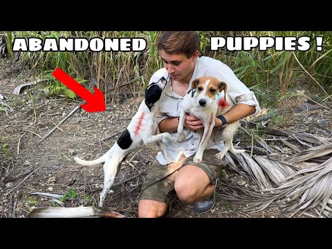 ABANDONED PUPPIES FOUND DUMPED ON MY FARM ! WHO DID THIS ?!