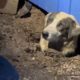 ABC News crew rescues dog while covering Texas tornado damage